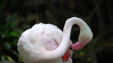 Daha büyük flamingoyu kapat. Vücudunu ve boynunu temizle..