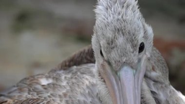 Pembe sırtlı Pelikan kameraya bak..