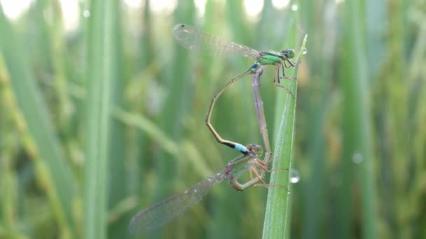 Damselfly Parning Blad Paddyfält Morgonen — Stockvideo