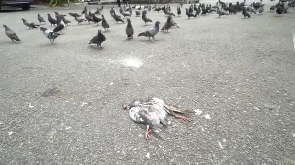Dead Dove Lied Asphalt Road — Stock Video