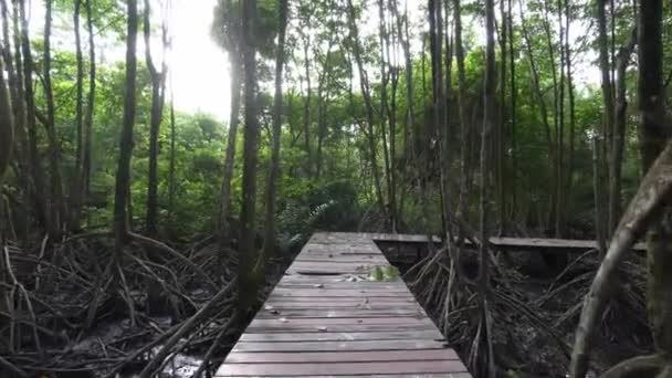 Pov Wanderung Holzbrücke Mangrovenwald — Stockvideo