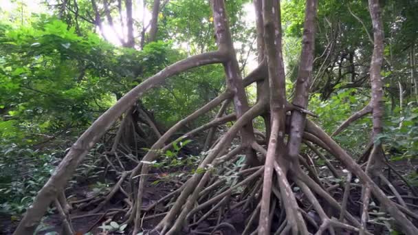 Panning Boom Wortel Van Mangrove Modder Land — Stockvideo