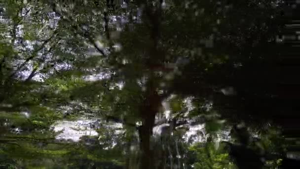 Przesuwanie Się Tropikalnym Lesie Deszczowym Malezji — Wideo stockowe