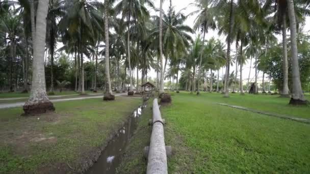 Pov Paseo Tronco Coco Plantación — Vídeos de Stock