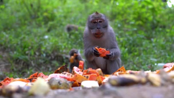 Singe Assis Sol Mangeant Délicieux Fruits — Video