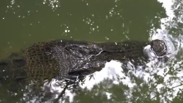 Crocodile Estuarien Caché Dans Eau — Video