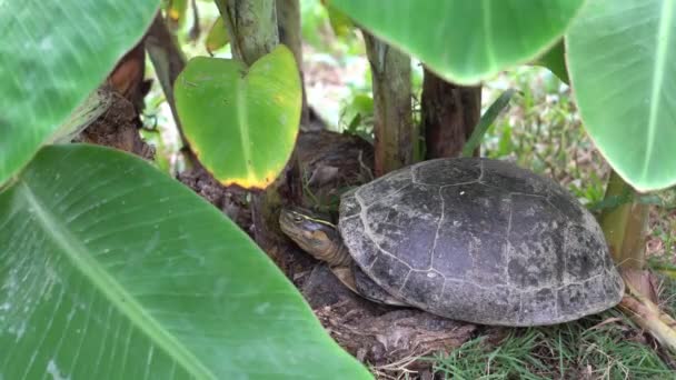 Kaplumbağa Sıcak Bir Günde Muz Ağacının Yanında Dinleniyor — Stok video