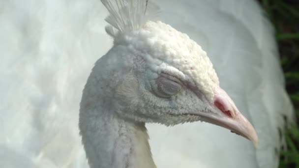 Großaufnahme Kopf Des Weißen Pfaus Schläfriges Gesicht — Stockvideo