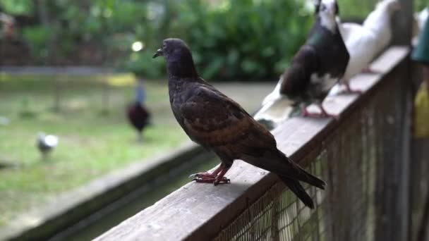 Gołębie Pozostają Drewnianym Podparciu Parku Ptaków — Wideo stockowe