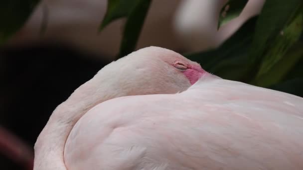 Közelkép Nagyobb Flamingo Alvás Szoros Szemmel — Stock videók