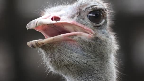 Close Blue Necked Ostrich Head — Stock Video