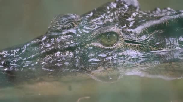 Sluit Het Oog Van Estuarine Krokodil Verbergen Water — Stockvideo