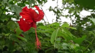 Kırmızı amber yeşil arka planda rüzgarla esiyor.