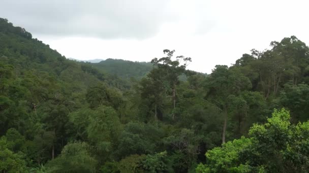 Panning Green Tropical Forest Overcast Morning — Stock video