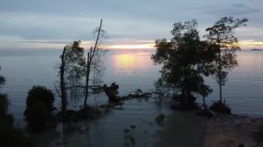 Mangrov ağacının üzerinden gün batımına doğru uç.