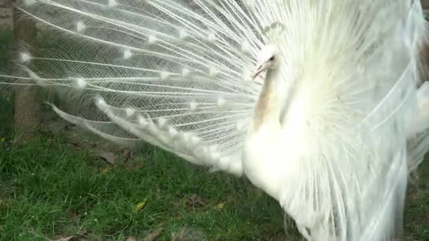 白いフクロウのパビリオンの状況は ファンのように尾を展開します — ストック動画