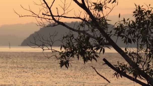 Mangrovník Listí Silueta Nad Sluncem Mořském Pobřeží — Stock video