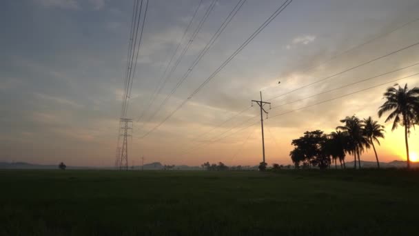 Çeltik Tarlasında Tarama Hindistan Cevizi Çiftliği Elektrik Kulesinin Üzerinde Gün — Stok video
