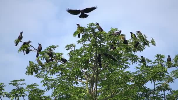 Cuervos Cámara Lenta Vuelan Parte Superior Del Árbol Día Soleado — Vídeo de stock