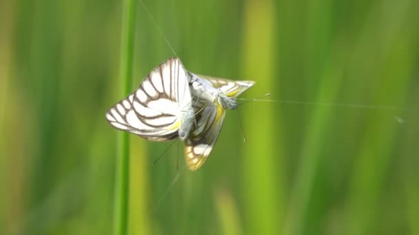 Cámara Lenta Dos Mariposas Atrapadas Por Telaraña Golpe Por Viento — Vídeo de stock
