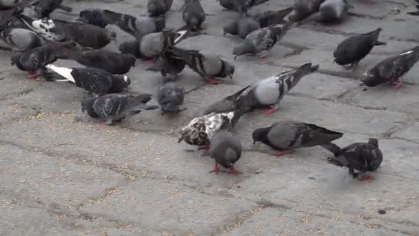 Tauben Fressen Getreide Straßenboden — Stockvideo