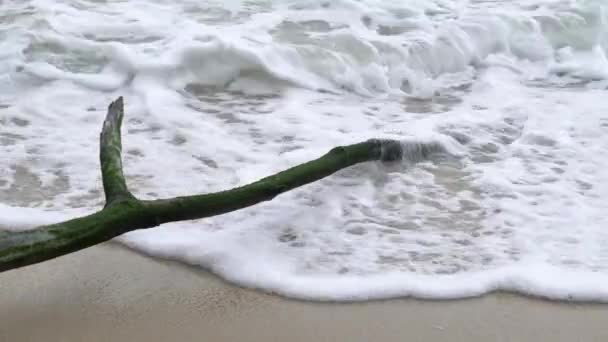Δέντρο Κορμό Θέσει Νερό Στην Παραλία — Αρχείο Βίντεο