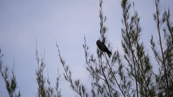 Corbeau Est Rester Pin — Video