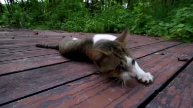 Yeşil yemyeşil manzaralı tahta teknedeki sivrisinekten rahatsız olmuş bir kedi..