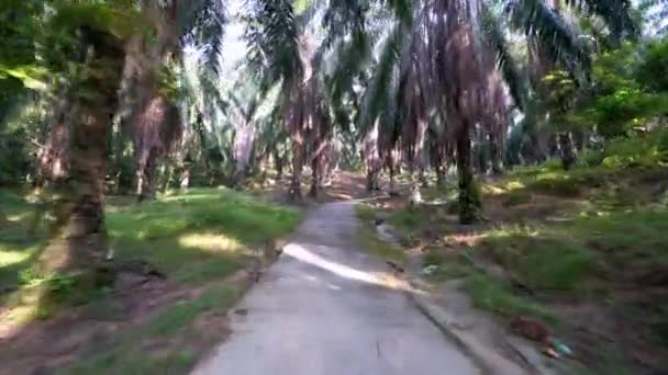 Déplacer Campagne Route Dans Plantation Palmiers Huile — Video