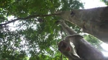 Gimbal, kameraya kızgın bir maymun gibi bak..