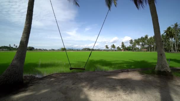 Huśtawka Ruch Plantacji Kokosów Tło Jest Ryżowe Pole Ryżowe — Wideo stockowe