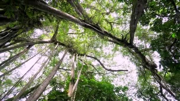 马来西亚森林绿树的全景 — 图库视频影像