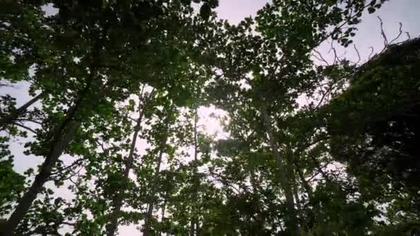 Promenade Latérale Vue Vers Soleil Contre Jour Forêt Tropicale Verte — Video