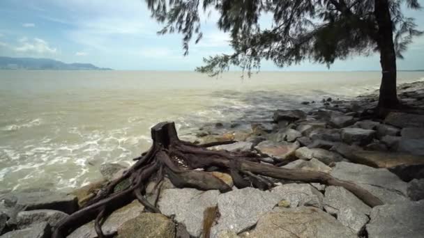 Afgehakte Dode Boom Naast Rots Bij Strand — Stockvideo