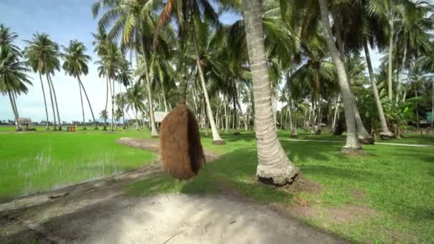 鸟巢荡秋千挂在椰树旁 懒洋洋的晴天 — 图库视频影像