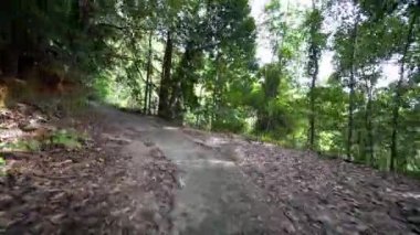 Malezya yağmur ormanlarındaki çimento yolunda POV sürücüsü