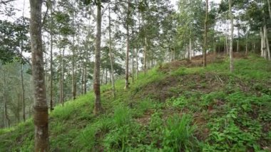 Malezya 'daki kauçuk ağaç plantasyonunu kaldır.