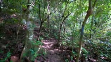 POV ormanda küçük bir yolda yürüyor..