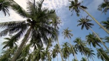 Mavi gökyüzünün altındaki Hindistan cevizi tarlasına doğru yürü ve bak..