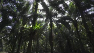 Sabahleyin Güneydoğu Asya 'da petrol palmiyesi tarlası.