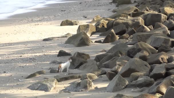 Spacer Kota Plaży Kamieniem Skalnym — Wideo stockowe