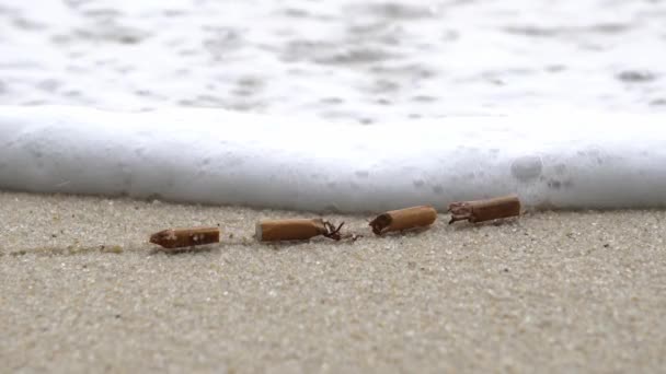 Cigarette Butts Littering Beach Splash Sea Wave — Stock Video