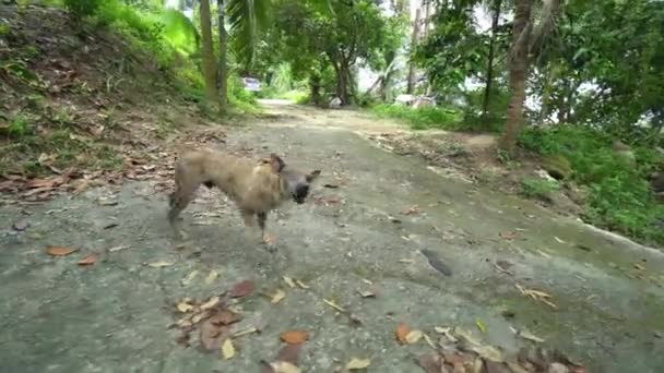 Bergab Gehen Und Bergauf Zum Grimmigen Hund Schauen — Stockvideo