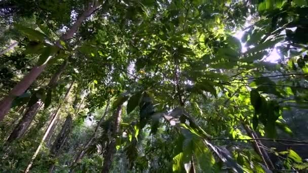 Panning Floresta Tropical Malásia — Vídeo de Stock