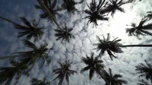 Schnelles Schwenken Und Nachschlagen Der Kokosnussplantage Bei Blauem Sonnenschein — Stockvideo