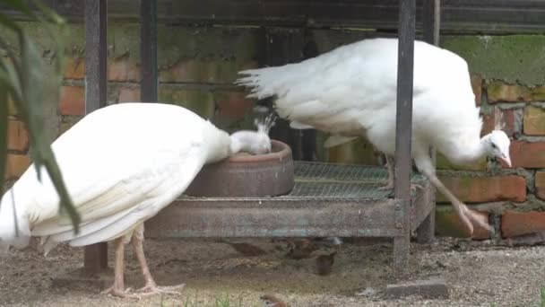 白孔雀正在和麻雀一起吃食物 — 图库视频影像