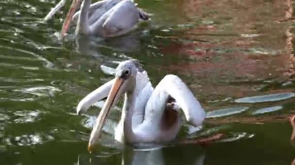 Pelikán Růžovým Hřbetem Chytit Ryby Rybníku — Stock video