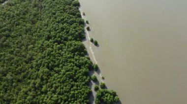 Öğleden sonra mangrov ağaçlarıyla dolu deniz kıyısında uç.