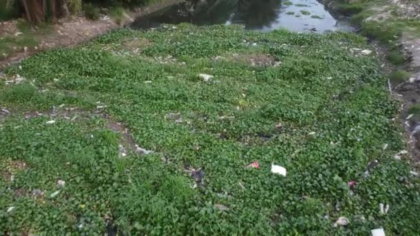 Nehrin Üzerinden Yeşil Bitki Çöp Kirliliğiyle — Stok video