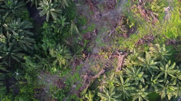 Aerial Rotate Melihat Bawah Pohon Kelapa Mati — Stok Video